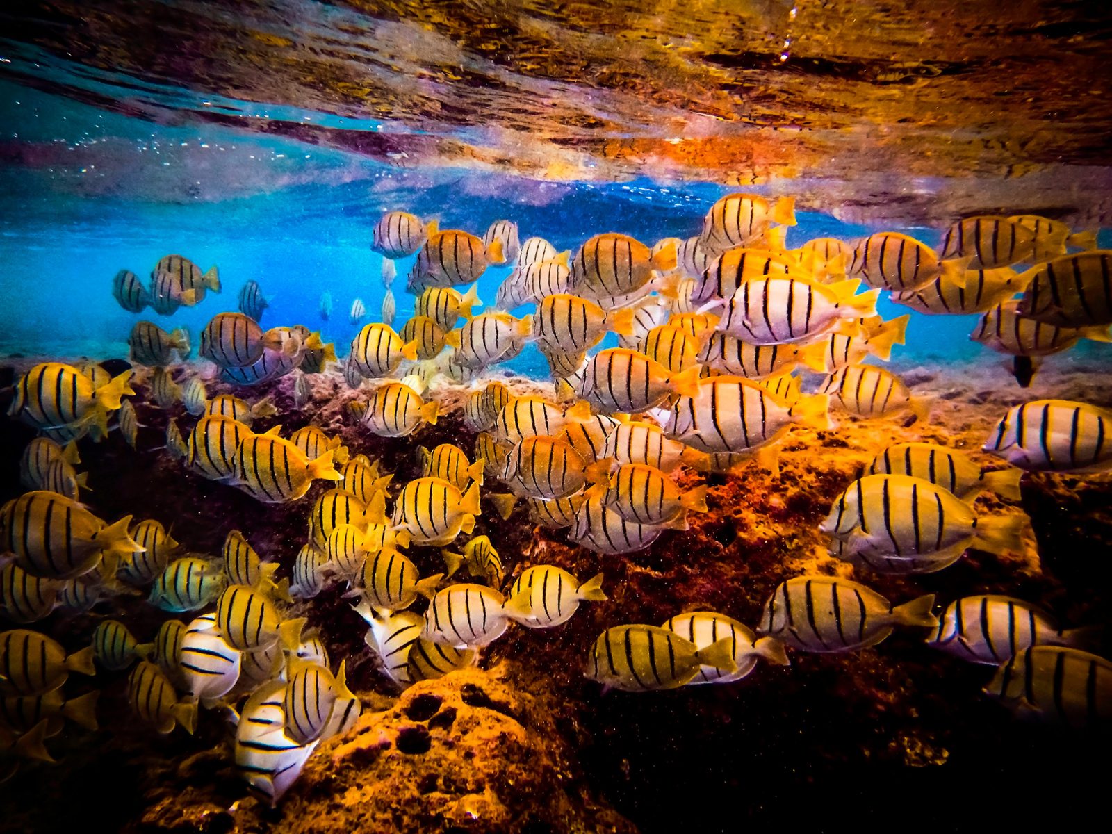 School of Convict Tang from Hanauma Bay